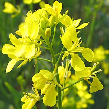 Горчица, 25 кг
