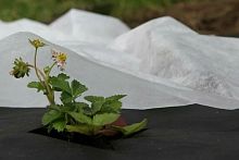Спанбонд св/ст 17г/м2 3,2х500м БЕЛЫЙ (рулон 1600м2) Агротекс сложен в 1,6